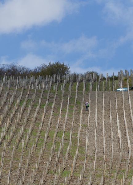 Weingut & Gaestehaus Schmitz-Bergweiler Bernkastel-Kues Exterior photo